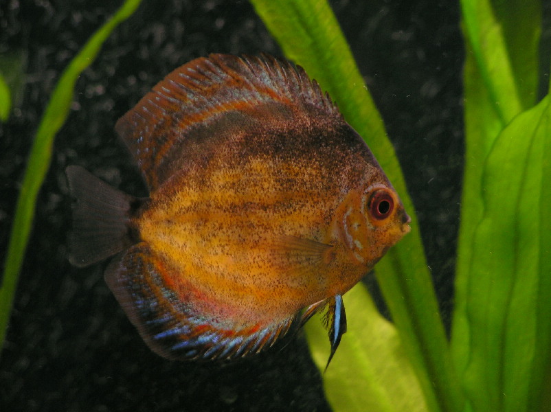 Discus 1