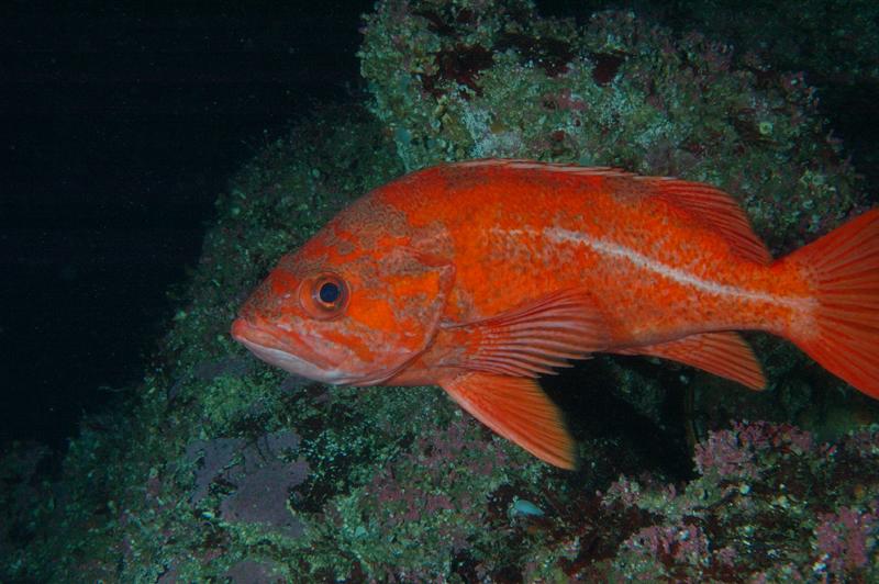 Vermillion Rockfish