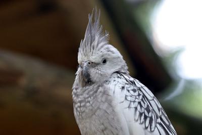 Nymphicus hollandicusCockatielValkparkiet