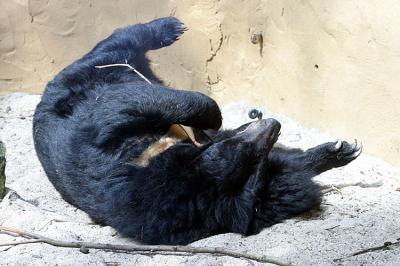 Ursus thibetanusAsiatic black bearKraagbeer