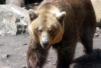 Ursus arctos arctos Eurasian brown Bear Europese bruine Beer