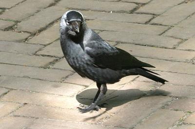 Corvus monedulaJackdawKauw