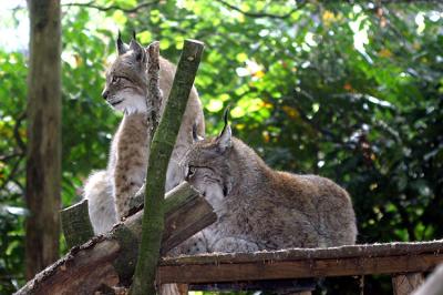 Lynx lynxNorthern lynx Siberische Lynx