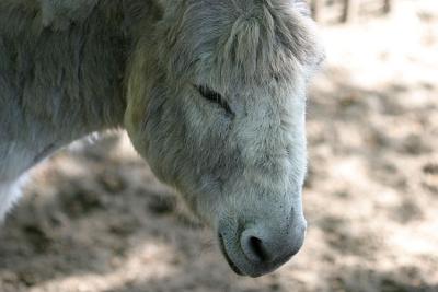 Equus asinus <br>Donkey<br>Ezel