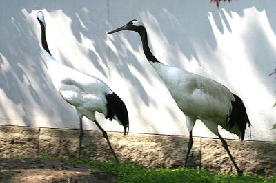 Grus japonensis Red-crowned crane Japanse kraanvogel