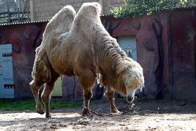 Camelus BactrianusCamel Kameel