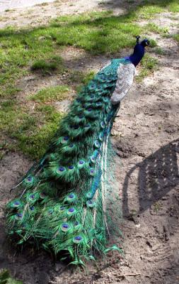 Pavo Cristatus Indian peafowl Blauwe pauw