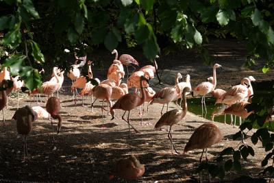 Phoenicopterus chilensis Chilean flamingo Chileense flamingo 