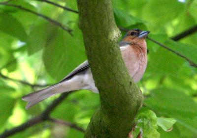 Fringilla Coelebs Finch Vink