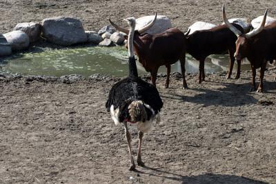 Ostrich and Ankole cattle Struisvogel en Watusi runderen 