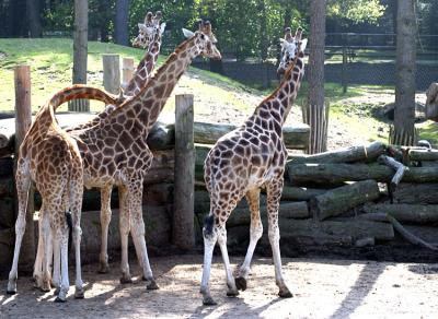 Giraffa camelopardalis  Giraffe