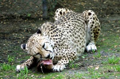 Acinonyx jubatus CheetahJachtluipaard