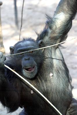 Pan Troglodytes <br>Chimpanzee <br>Chimpansee