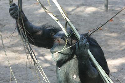 Pan Troglodytes Chimpanzee Chimpansee