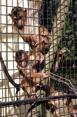 Macaca nemestrinaPig-tailed MacaqueLaponderaap