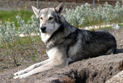 Saarloos wolfdog Saarlooswolfhond