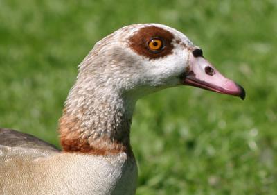 Alopochen aegyptiacus Egyptian Goose Nijlgans