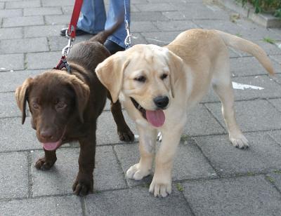 Chocolate and blond Labrador puppies