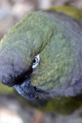Cyanoliseus patagonus<br>Burrowing Parakeet<br>Patagonische rotsparkiet