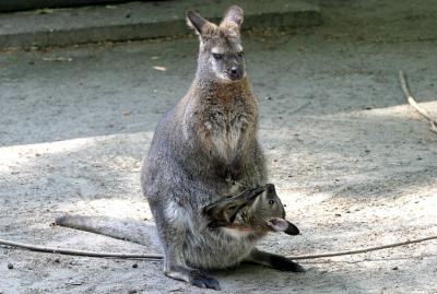 Macropus eugenii Tammar wallaby