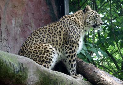 Panthera pardus saxicolor Persian Leopard Perzische panter