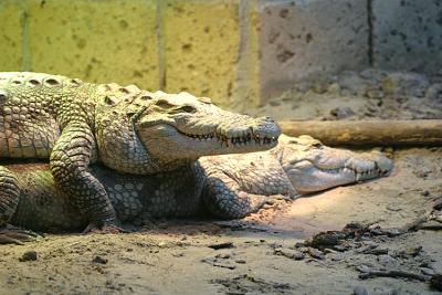 Crocodylus niloticus Nile Crocodile Nijlkrokodil