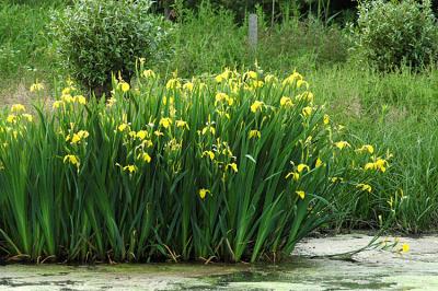Iris pseudacorusYellow flag, Yellow IrisGele lis