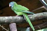 Parakeet