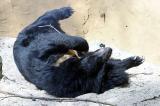 Ursus thibetanus<br>Asiatic black bear<br>Kraagbeer