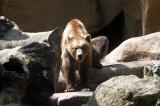 Ursus arctos arctos <br>Eurasian brown Bear <br>Europese bruine Beer