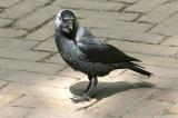 Corvus monedula<br>Jackdaw<br>Kauw