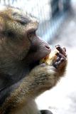 Macaca nemestrinaPig-tailed MacaqueLaponderaap