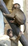 Macaca nemestrina<br>Pig-tailed Macaque<br>Laponderaap