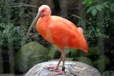 Eudocinus rubur<br>Red ibis<br>Korokoro/Rode Ibis