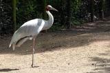 Grus Antigone Sarus craneSaruskraanvogel