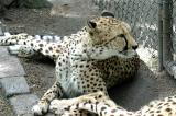 Acinonyx JubatusCheetahJachtluipaard