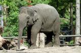 Elephas MaximusAsiatic elephantAziatische olifant