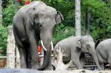 Elephas Maximus<br>Asiatic elephant<br>Aziatische olifant