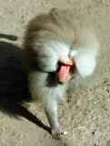 Papio hamadryasHamadryas BaboonMantelbaviaan