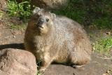 Procavia capensis Rock hyrax Rotsklipdas