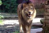 Panthera leo <br>Lion<br>Leeuw