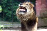 Panthera leo LionLeeuw
