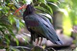Geronticus eremita <br>Waldrapp / Hermit Ibis