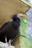 Geronticus eremita<br>Waldrapp / Hermit Ibis 