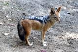 Lupulella mesomelas Black-backed jackal Zadeljakhals