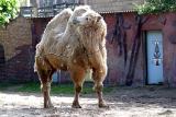 Camelus Bactrianus<br>Camel<br> Kameel