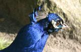 Pavo Cristatus <br>Indian peafowl <br>Blauwe pauw