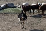 Ostrich and Ankole cattle Struisvogel en Watusi runderen