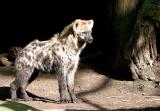 Crocuta crocuta<br>Spotted Hyena<br>Gevlekte Hyena