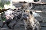 Crocuta crocutaSpotted HyenaGevlekte Hyena